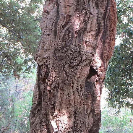 Amanda Διαμέρισμα Santa-Lucia-di-Moriani